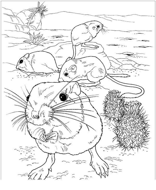 Field rats coloring book
